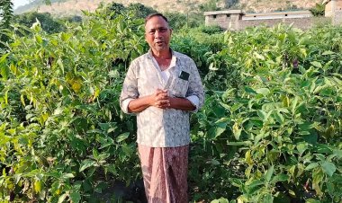 ग्राफ्टेड बैंगन से बदली खेती की तस्वीर - खरसिया के किसान मुरलीधर साहू ने
